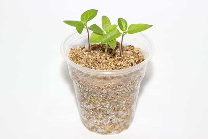 Perlite and Vermiculite Mix for Cactus, Succulent, and Bonsai Trees - 10 Quart - Promote Healthy Growth and Drainage (2 Bags of 5 Quart)