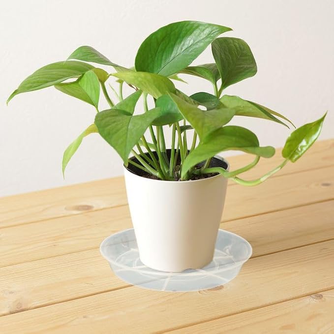 6 Pack Plant Saucer Drip Tray, 4 5 6 8 9 10 12 14 16 18 inch, Heavy Sturdy Plastic Planter Flower Pot Saucers for Indoor Outdoor Garden, Plant Water Drip Trays for pots Base (4", Clear)