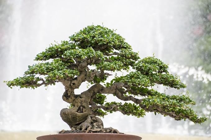 Professional Bonsai Soil Potting Mix - Optimal Balance for Healthy Bonsai Growth and Nutrient Retention - 1 Quart