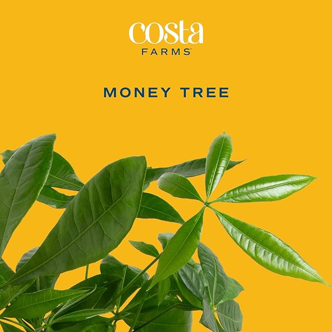 Costa Farms Money Tree Live Plants (2-Pack), Easy to Grow Houseplants in Indoor Garden Pot, Pachira Bonsai in Potting Soil, Birthday, Housewarming, Thank You Gift, Office and Home Decor, 3-4 Feet Tall