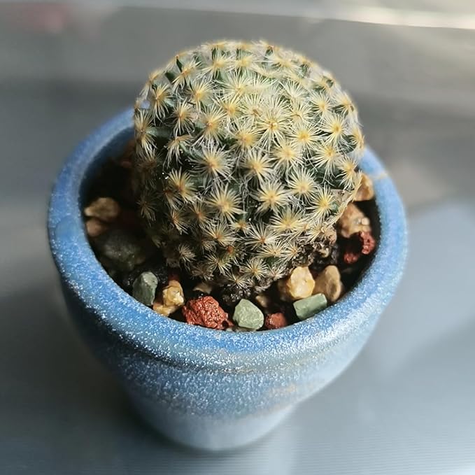 Succulent Cactus Soil Potting Mix Horticultural Lava Rocks Bonsai Soil for Indoor Plants Drainage Volcanic Rock for Terrarium Gardening Top Dressing 5lb