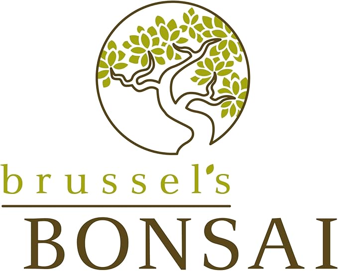 Brussel's Bonsai Live Chinese Sweet Plum Bonsai Tree - 5 Years, 6 to 10 in - Indoor Bonsai in Ceramic Bonsai Pot