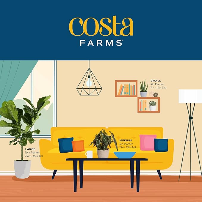 Costa Farms Live Pothos Plant (Pack of 4) - Easy Grow Vining Live Indoor Houseplant, Air Purifying Trailing Plant in Plant Pots, Housewarming Gift, Room, Home Decor, 10-12 Inches Tall
