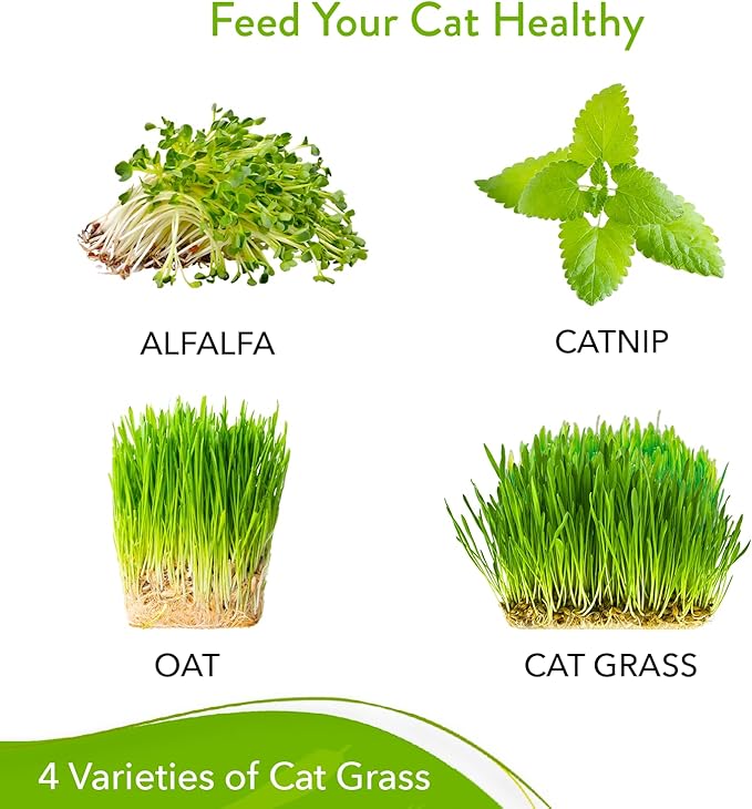 HOME GROWN 3200+ Cat Grass β π‘π’π‘-ππ π’ π¨π¦π Grown Catnip, Alfalfa, Oat, Cat Grass Mix β Indoor Cat Grass Kit Refill β High-Germination Pet Grass for Hairball Relief & Digestion