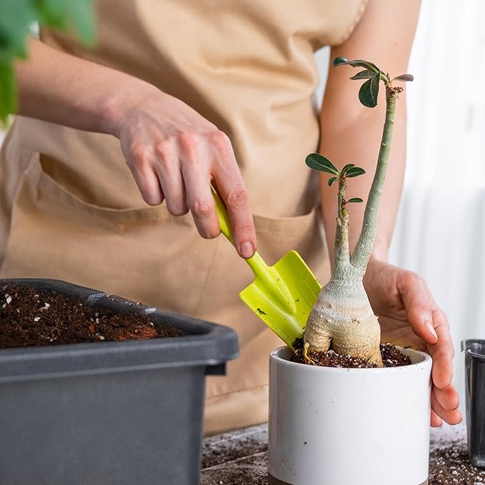 Organic Money Tree Soil Mix 1qt, Indoor Plants Potting Mix for All Potted Money Tree, Grow Healthy houseplants Indoors