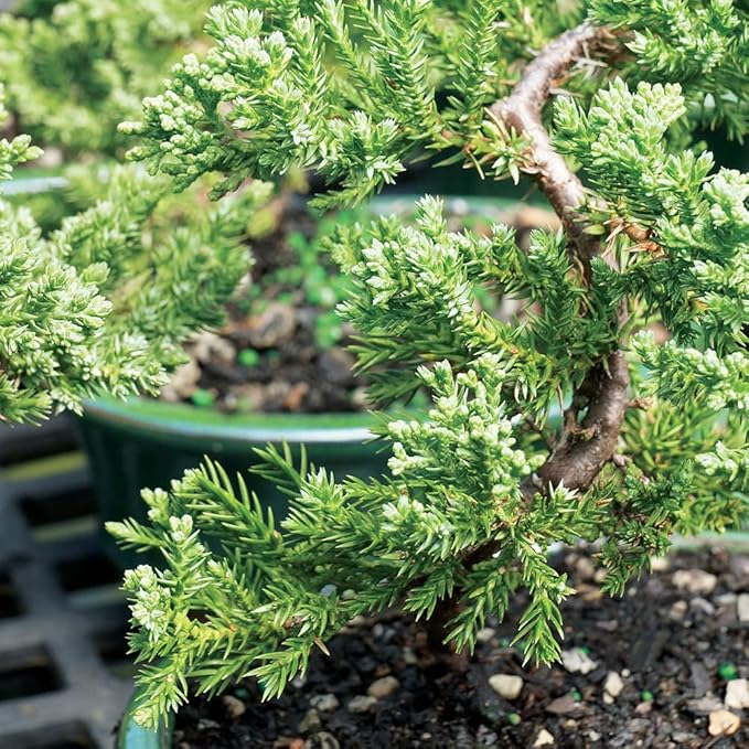 Brussel's Bonsai Live Green Mound Juniper Bonsai Tree - Small, 3 Year, 4 to 6 Inches - Outdoor Bonsai Tree with Bonsai Pot and Bonsai Tray