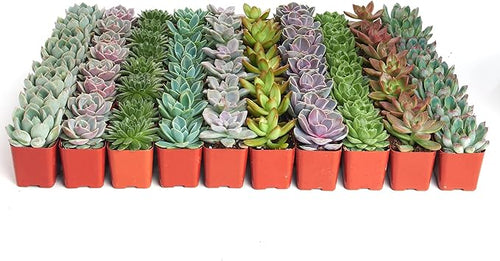 Shop Succulents Rosette Succulent Plant Pack Bulk Collection, Live Mini Succulent Plants, Low Maintenance, Floral Shaped Mix of Colors & Textures - Wedding and Party Favors, Gift & Garden, Pack of 140