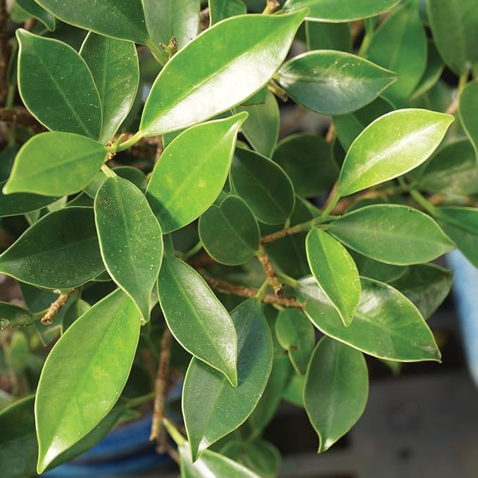 Brussel's Bonsai Live Golden Gate Ficus Indoor Bonsai Tree - Medium, 7 Years, 8 to 16 In - Live Bonsai Tree in Ceramic Bonsai Pot and Humidity Tray