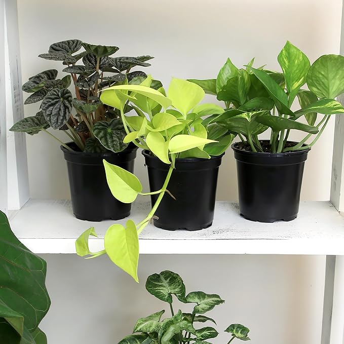 Essential Houseplant Collection (3PK) Live Plants Indoor Plants Live Houseplants in Plant Pots, Easy House Plants Indoors Live, Snake Plant, Pothos in Potting Soil, Clean Air Plants by Plants for Pets