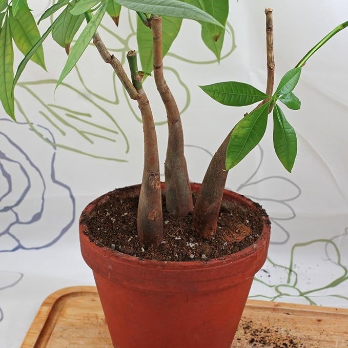 Organic Money Tree Soil Mix 1qt, Indoor Plants Potting Mix for All Potted Money Tree, Grow Healthy houseplants Indoors
