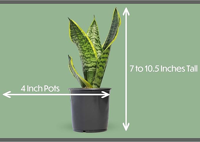 Altman Plants, Classic Houseplant Collection (4PK) Live Plants Indoor Plants Live Houseplants in Plant Pots, Easy House Plants Indoors Live, Snake Plant, Pothos in Potting Soil, Clean Air Plants