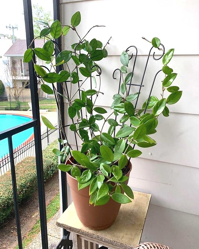 4 Pack 23'' Metal Garden Trellis for Climbing Plants Outdoor, Indoor Plant Trellis Support for Potted Plants, Rustproof Pot Trellis for Houseplant Flower Vines Ivy, Wave Shape, Black