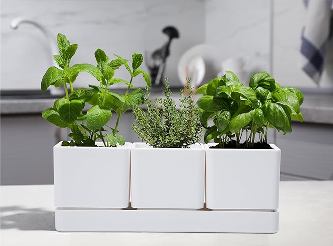 D'vine Dev Herb Garden Planter Set, Plastic Plant Pots with Drainage and Saucer, Indoor Succulent Cactus Vegetable Pot for Windowsill, Garden Balcony, White, Set of 1, 76-V-A-1