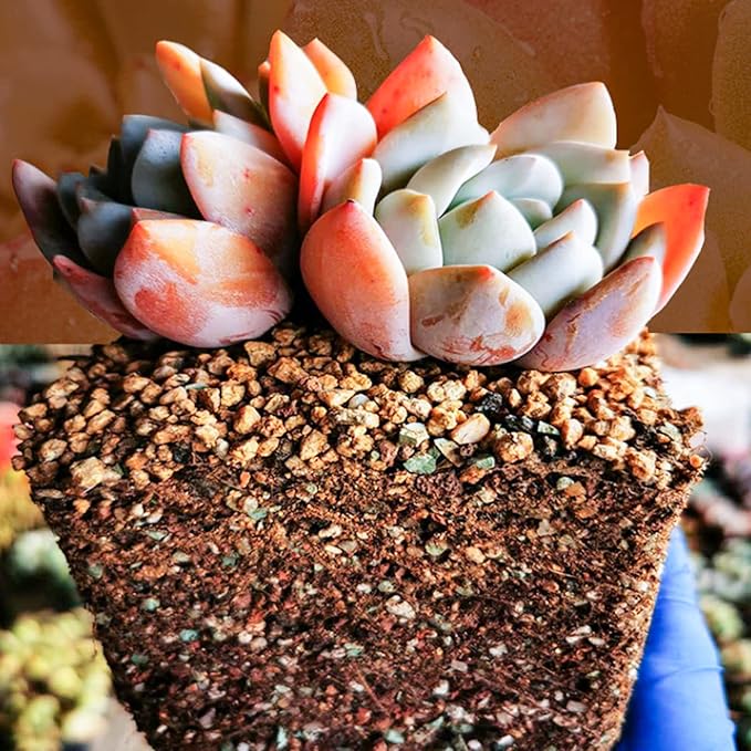 Succulent and Cactus Soil Potting Mix 1.1 LBS, Bonsai Soil Mix Ready to Use, Fast Draining with Added Nutrients