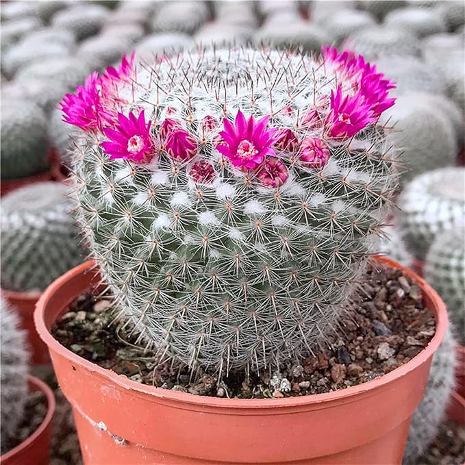 Succulent and Cactus Soil Potting Mix 1.1 LBS, Bonsai Soil Mix Ready to Use, Fast Draining with Added Nutrients