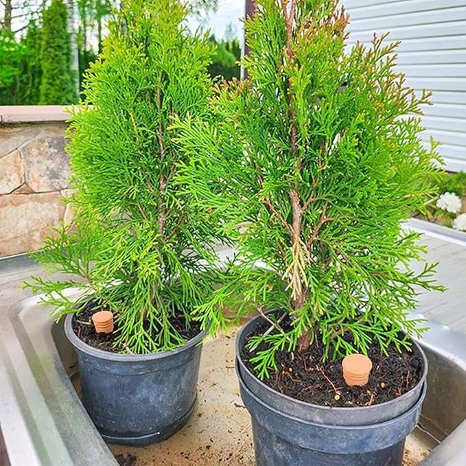 2pcs large Plant Watering Globes Ollas 10ร5ร5inch 61oz Terracotta Watering Pot Self Watering Planter Terra Cotta Clay Watering Spikes for Indoor Outdoor Plants Indoor Outdoor Large Reservoir Bulbs