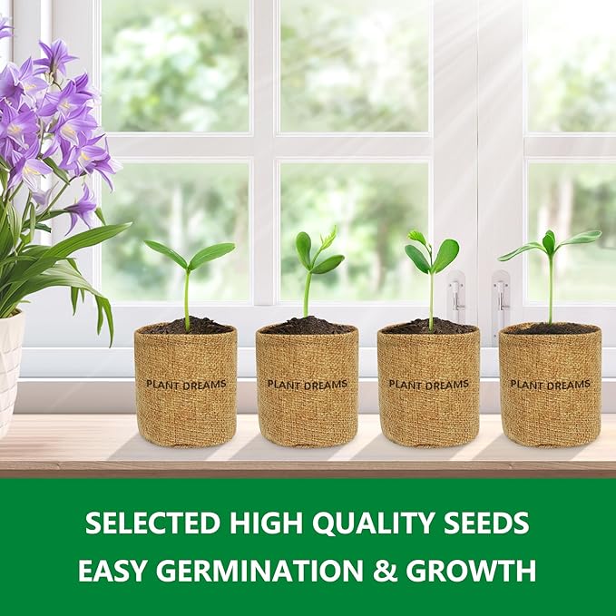 Bonsai Tree Kit, Wooden Gift Box Indoor Bonsai Tree Starter Kit with Tools & Japanese Plants Seeds, Growing DIY Gardening for Plant Lovers (Plant Lover Gift)