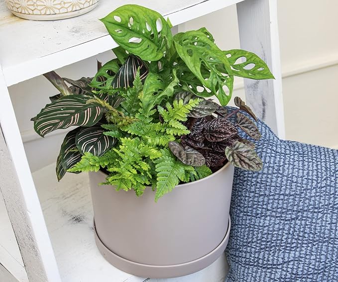 Altman Plants, Classic Houseplant Collection (4PK) Live Plants Indoor Plants Live Houseplants in Plant Pots, Easy House Plants Indoors Live, Snake Plant, Pothos in Potting Soil, Clean Air Plants