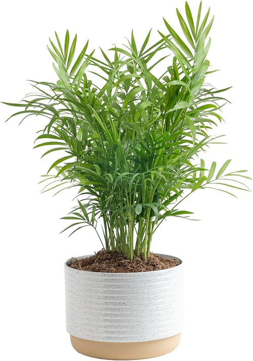 Costa Farms Parlor Palm, Neanthebella Tropical Live Plant, Easy to Grow Palm Houseplant Potted in Décor Plant Pot, Unique Plant Lover Gift, Living Room Home and Office Décor, 1 Foot Tall