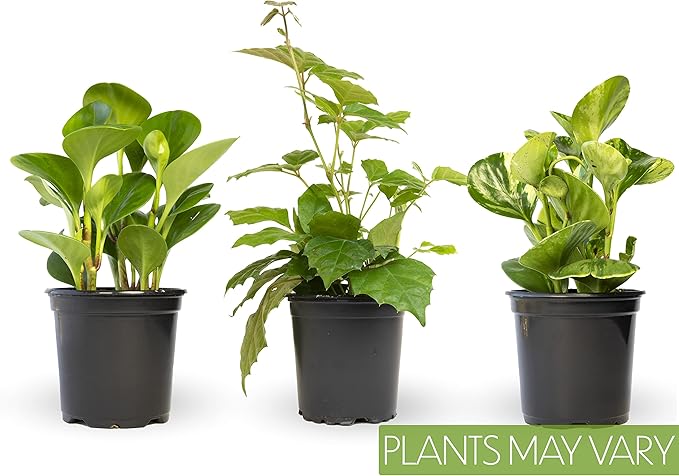 Essential Houseplant Collection (3PK) Live Plants Indoor Plants Live Houseplants in Plant Pots, Easy House Plants Indoors Live, Snake Plant, Pothos in Potting Soil, Clean Air Plants by Altman Plants