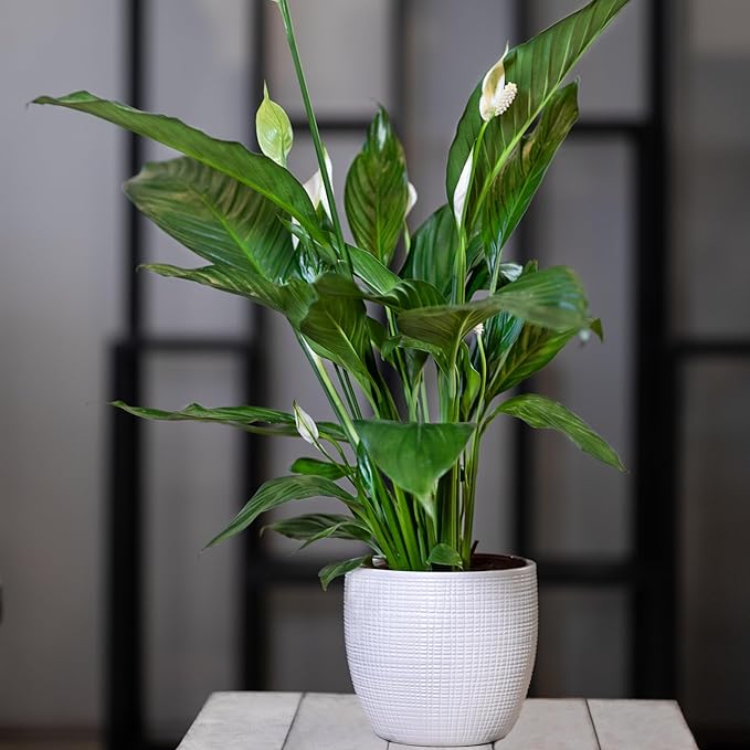 Peace Lily Potting Soil Mix (2 Quarts), for Planting, Growing, or Repotting Peace Lily Plants
