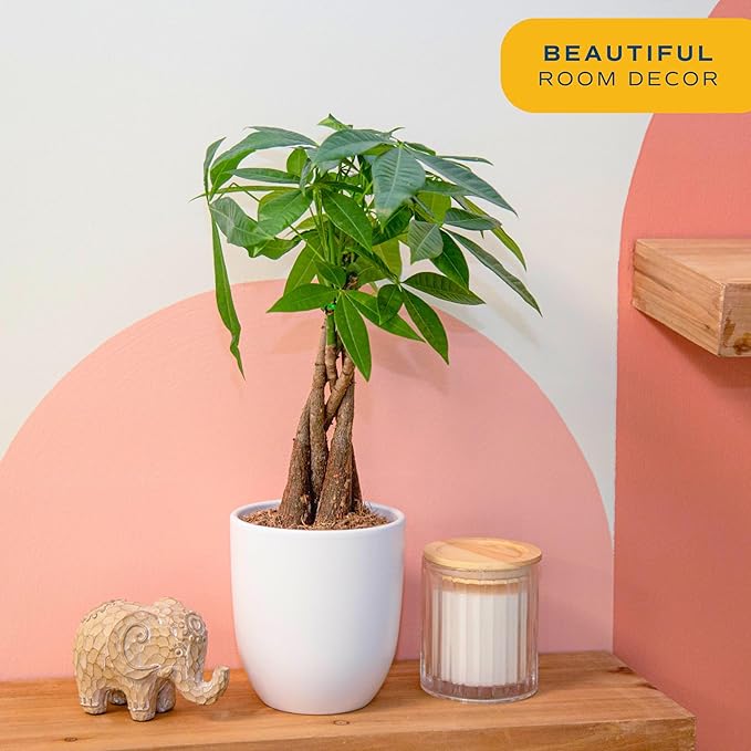 Costa Farms Money Tree, Easy Care Indoor Plant, Live Houseplant in Ceramic Planter Pot, Bonsai Potted in Potting Soil, Home Décor, Birthday Gift, New Home Gift, Outdoor Garden Gift, 16-Inches Tall