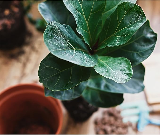 Premium Fiddle Leaf Fig Tree Soil (8 Quarts) - Expert Formula for Vibrant Growth - Nutrient-Rich Potting Mix, Specifically Designed for Healthy Indoor, Outdoor, and Potted Fiddle Fig Plants