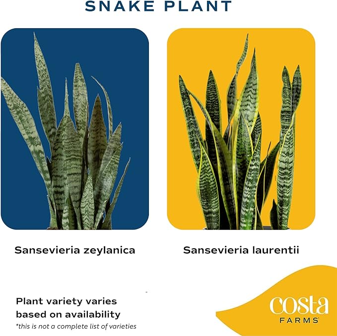 Costa Farms Snake Plant, Easy Care Live Indoor Plant in Décor Planter, Beautiful Clean Air Purifying Houseplant, Boho Home and Room Décor, Housewarming Gift, 8-Inches Tall