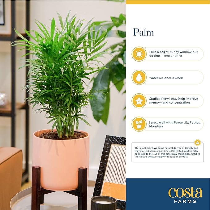 Costa Farms Majesty Palm Live Plant, Indoor and Outdoor Live Palm Tree, Potted in Natural Plant Pot, Tropical Patio, Balcony, Home and Room Decor, Houseplant Gift for Housewarming, 3-4 Feet Tall