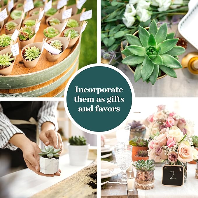 Shop Succulents Rosette Succulent Plant Pack Bulk Collection, Live Mini Succulent Plants, Low Maintenance, Floral Shaped Mix of Colors & Textures - Wedding and Party Favors, Gift & Garden, Pack of 140