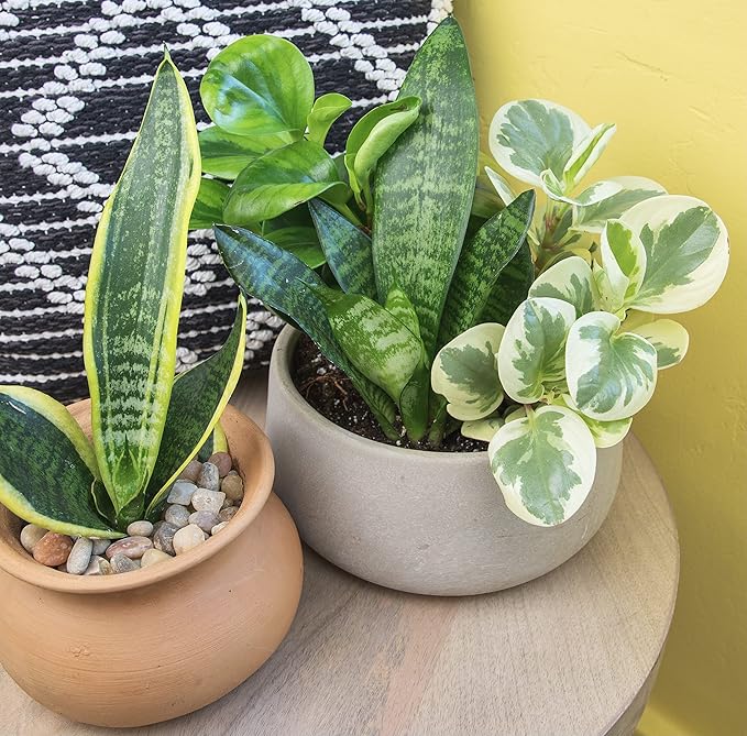 Altman Plants, Classic Houseplant Collection (4PK) Live Plants Indoor Plants Live Houseplants in Plant Pots, Easy House Plants Indoors Live, Snake Plant, Pothos in Potting Soil, Clean Air Plants