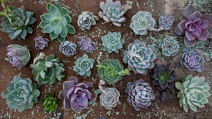 Espoma Organic Cactus Potting Soil Mix, Natural & Organic Soil for Cactus, Succulent, Palm, and Citrus Grown in containers Both Indoors and Outdoors, 4 qt, Pack of 1