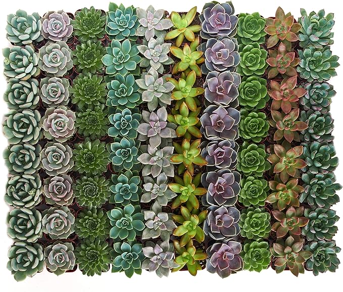 Shop Succulents Rosette Succulent Plant Pack Bulk Collection - Live Mini Succulent Plants, Low Maintenance, Floral Shaped Mix of Colors & Textures - Wedding and Party Favors, Gift & Garden, Pack of 32