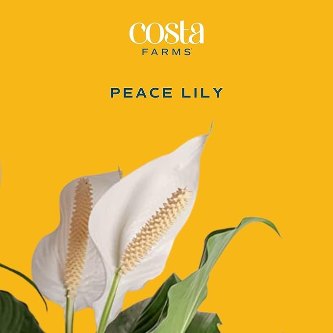 Costa Farms Peace Lily Plant, Live Indoor Houseplant with Flowers Potted in Indoors Garden Plant Pot, Air Purifying Potting Soil, Birthday, New House Gift, Home, Office and Room Decor, 2-3 Feet Tall