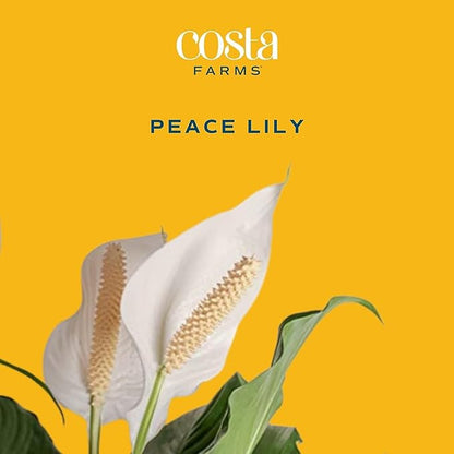 Costa Farms Peace Lily Plant, Live Indoor Houseplant with Flowers Potted in Indoors Garden Plant Pot, Air Purifying Potting Soil, Birthday, New House Gift, Home, Office and Room Decor, 2-3 Feet Tall