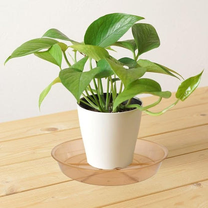 6 Pack Plant Saucer Drip Tray 11 12 inch, Pot Base for Plants Indoor, Heavy Sturdy Plastic Planter Flower Pot Saucers for Outdoor Garden, Plant Water Drip Trays for pots (12", Brown)