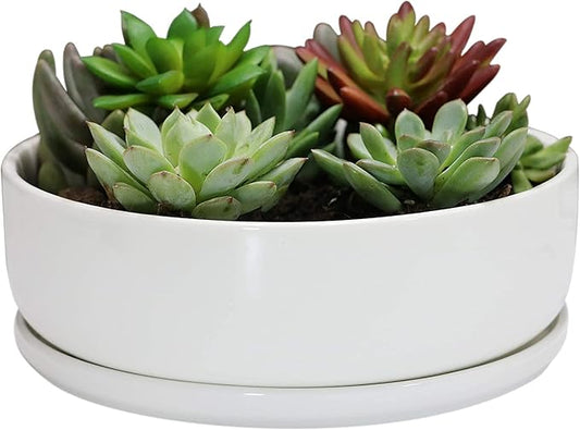 SQOWL 8 inch White Round Ceramic Succulent Planter Pot Modern Flower Cactus herb Big Planter with Removable Saucer Indoor or Outdoor