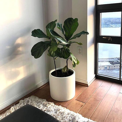 Fox & Fern Large 12 Inch Plant Pot with Hidden Saucer — Premium Lightweight Fiberstone Matte White Self Watering Planter with Seamless Saucer; Indoor & Outdoor Use; Weather Resistant & UV Resistant
