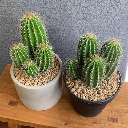 Succulent and Cactus Maifanitum Stones Garden Accessorie Rocks Pumice for Indoor Plants, Bonsai, Fairy Gardening, Vases Fillers, Terrarium, 5lb