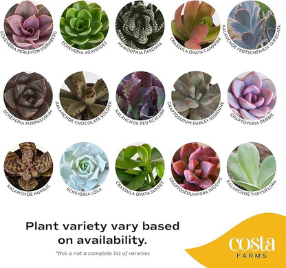 Costa Farms Succulent Plant, Live Indoor Mini Succulent Plant in Cute Succulents Plant Pot, Potting Soil Mix, Grower's Choice, Easy Grow Houseplant, Tabletop, Office, Room Decor, 2-Inches Tall