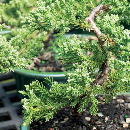 Brussel's Bonsai Live Green Mound Juniper Bonsai Tree - Small, 3 Year, 4 to 6 Inches - Outdoor Bonsai Tree with Bonsai Pot and Bonsai Tray