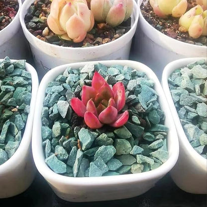 Succulents and Cactus Green Zeolite Rocks, Decorative Stones Pebbles for Indoor Plants, Bonsai, Fairy Gardening, Terrarium, 2lb