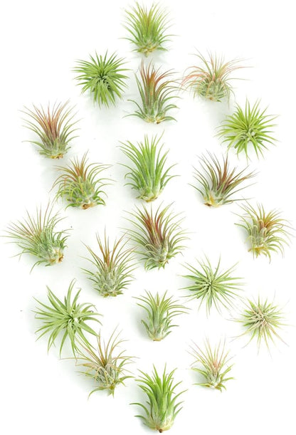 Shop Succulents Ionantha Tillandsia Air Plants, Assorted Mini Live Indoor Plants for Home Decor & Gifts, Low Maintenance, Natural Air Purifier, Hanging Plants, Favors, Terrarium Plants, Pack of 20