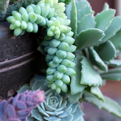 6" Sedum Burrito, Burros Tail Succulent Plants Live Succulent, Sedum Plants Live Succulents Plants Live Houseplants Live Indoor Plants Live Plants Indoor House Plants Indoors Live by Plants for Pets
