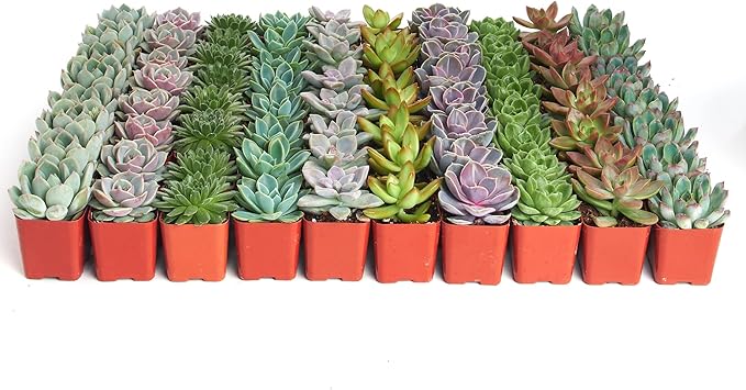 Shop Succulents Rosette Succulent Plant Pack Bulk Collection, Live Mini Succulent Plants, Low Maintenance, Floral Shaped Mix of Colors & Textures - Wedding and Party Favors, Gift & Garden, Pack of 140
