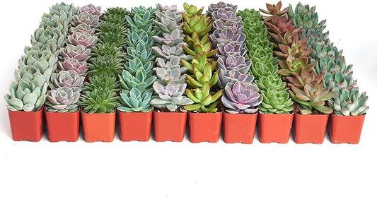 Shop Succulents Rosette Succulent Plant Pack Bulk Collection, Live Mini Succulent Plants, Low Maintenance, Floral Shaped Mix of Colors & Textures - Wedding and Party Favors, Gift & Garden, Pack of 140