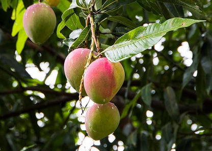Mango Tree Potting Mix - Unlock Robust Growth and Succulent Mangoes with Our High-Performance Formula - 20 Quart