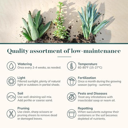 Shop Succulents Assorted Succulent Plant Pack Collection - Live Mini Succulent Plants, Low Maintenance, Mixture of Colors & Textures - Wedding and Party Favors, Gift & Garden, Pack of 6