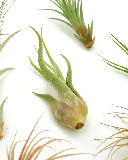 Shop Succulents | Assorted Collection of Live Air Plants, Hand Selected Variety Pack of Air Succulents | Collection of 8