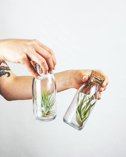 Shop Succulents | Assorted Collection for Home Décor, DIY Terrariums Variety of Species, Tropical House Plant, 50-Pack, Mix